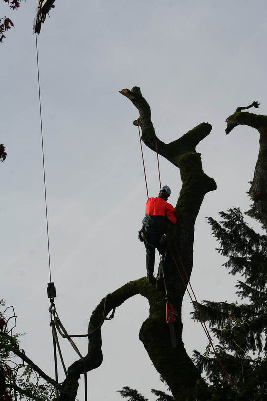 Tree removal service done professionally