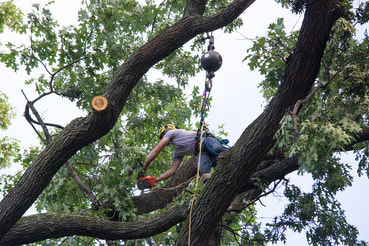 Tree care expert pruning a tree