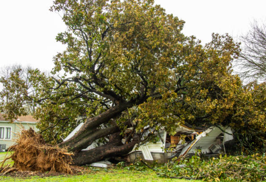 A tree has fallen on top of a house