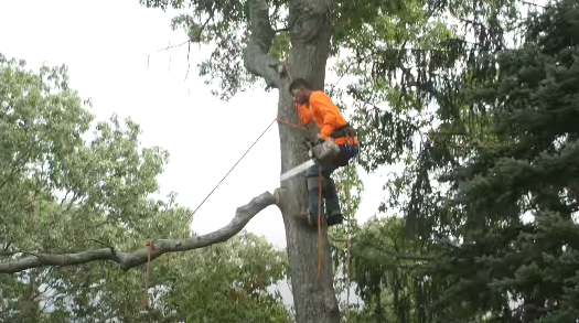 a professional trimming a tree