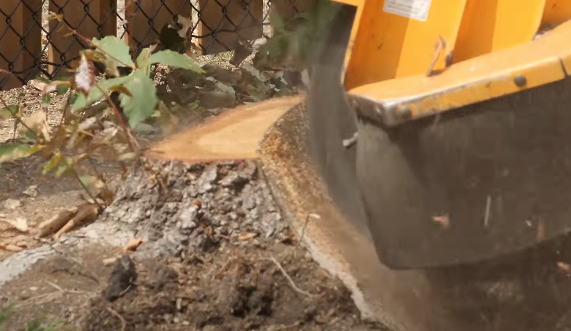stump grinding using a machine